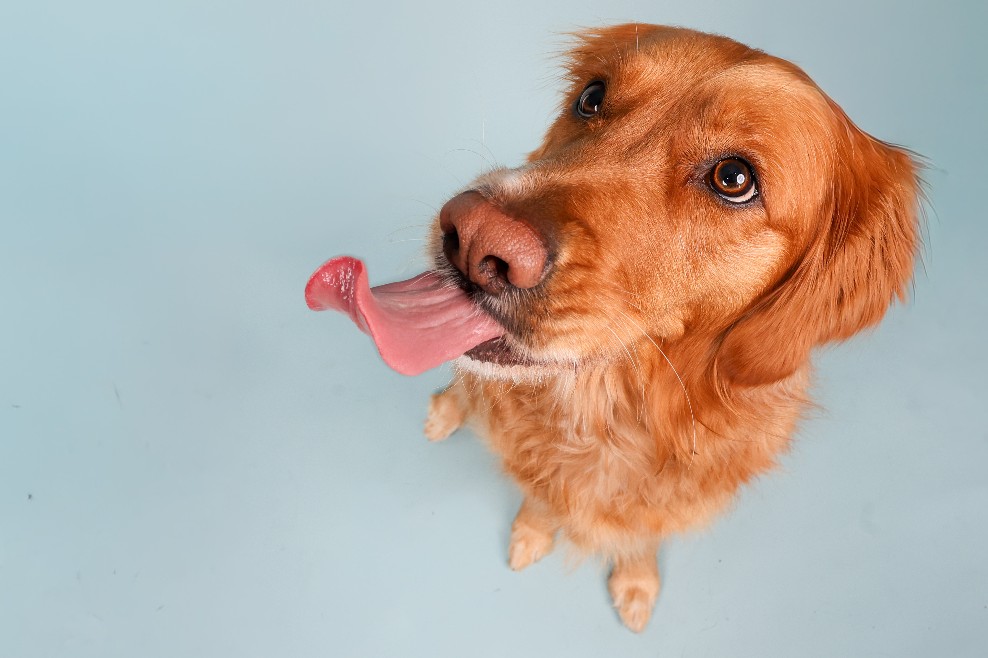 Pet Photography Worcestershire