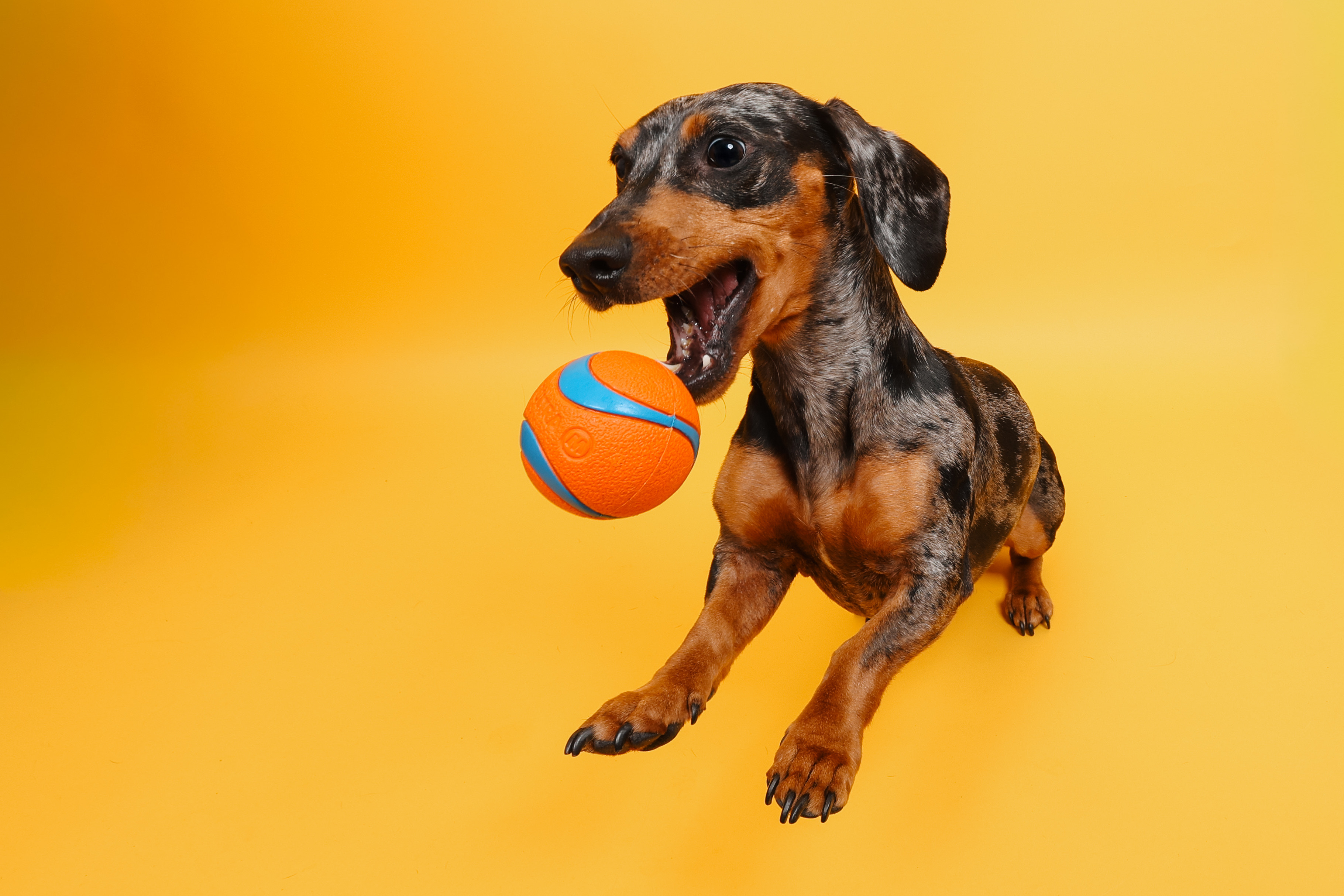 Dachshund in the Pet Photographty Studio